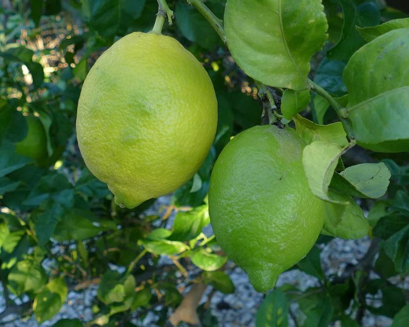 Overview of citron dawkowanie