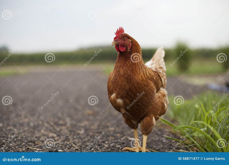 Juego chicken road in Spain